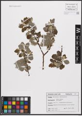 Foto von Salix caprea L.